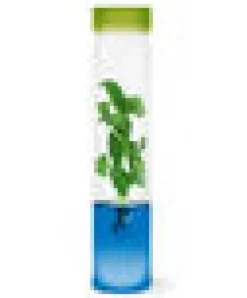 Plantarium