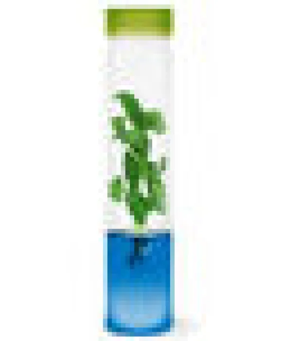 Plantarium